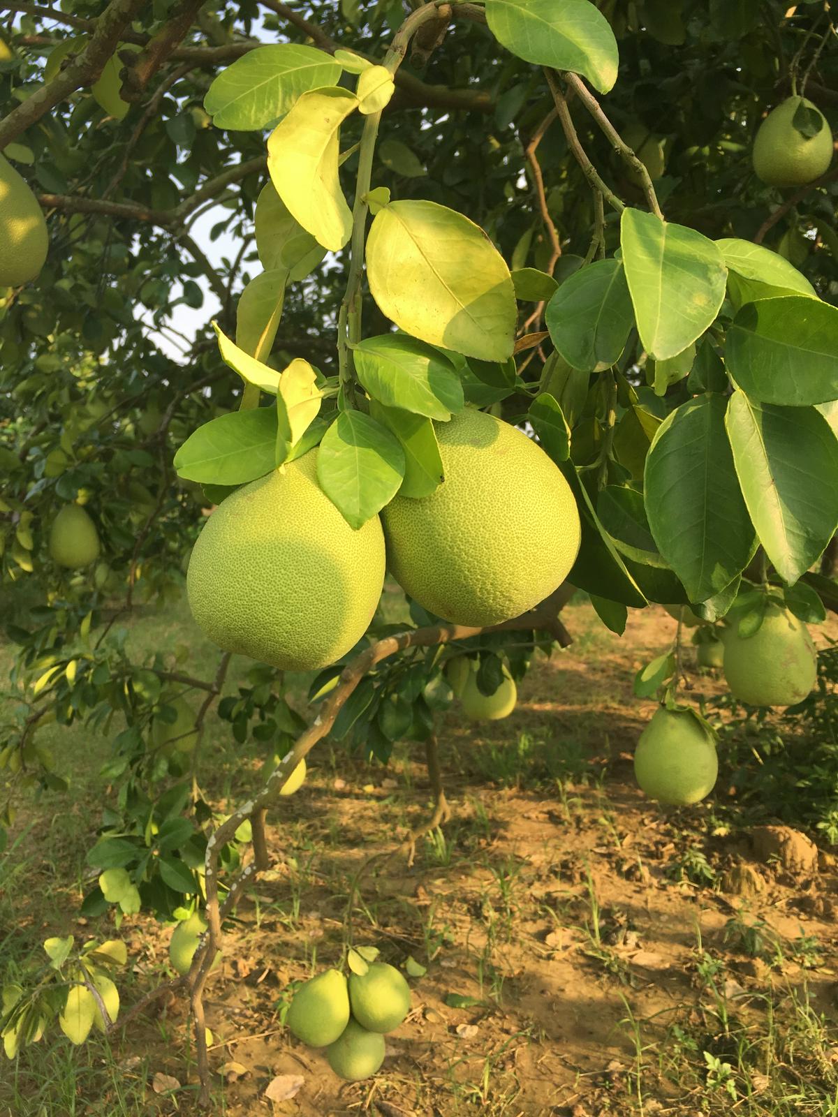 【美食】庄稼狼「麻豆老欉文旦」中秋文旦禮盒開箱，柚子宅配訂購