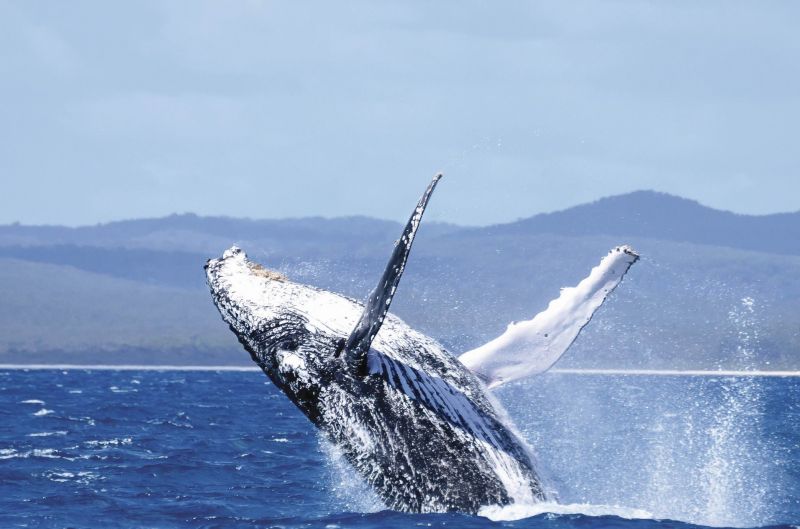 費沙島上有機會親眼目擊座頭鯨遷徙的壯觀景象