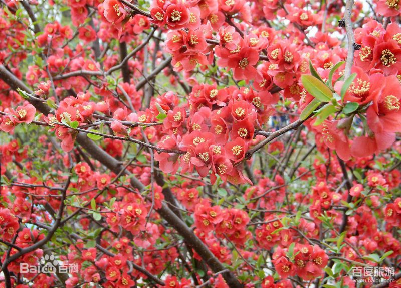 『龍王塘水庫』擁有上千株壯觀的櫻花園。(圖片來源 百度百科)