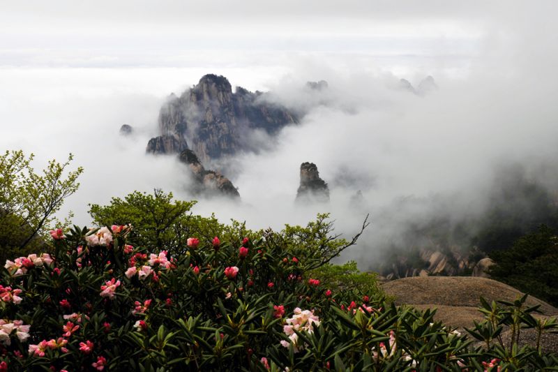 黃山的春天，山在雲霧裡搭著嬌麗花朵，好一幅美圖(圖片來源：安徽省旅遊局)