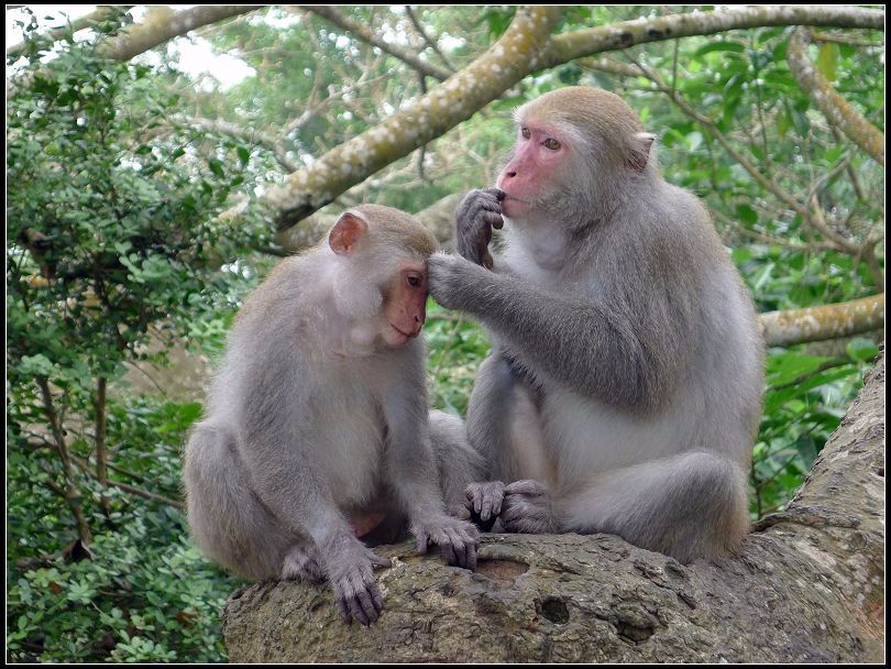 別看柴山獼猴很可愛，牠們可是會和人搶食物的唷！（Flickr授權作者－Oliver Hsieh）