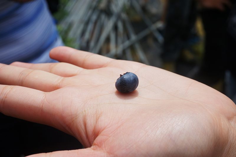 小藍莓。(攝影劉宸嘉攝)