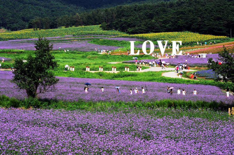 瀋北新區薰衣草莊園讓人有置身普羅旺斯的錯覺。
