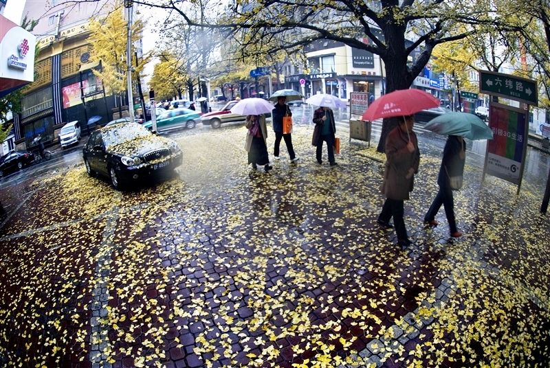 即便下雨天的繁忙馬路，還是會被銀杏美景吸引。圖片來源:遼寧資訊網