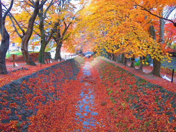 紅葉最前線之 富士山河口湖紅葉隧道 上 欣傳媒