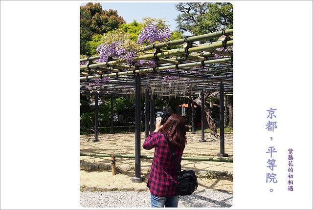 女 旅行 安雅 日本京都 平等院 初次相遇紫藤花 欣傳媒