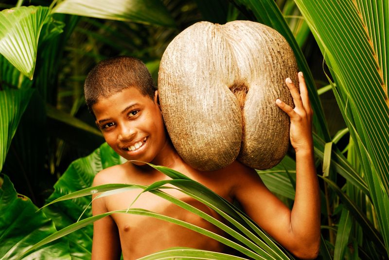 賽席爾國寶海椰子，果實重量可達15至30公斤。（照片提供：STB©Raymond Sahuque）