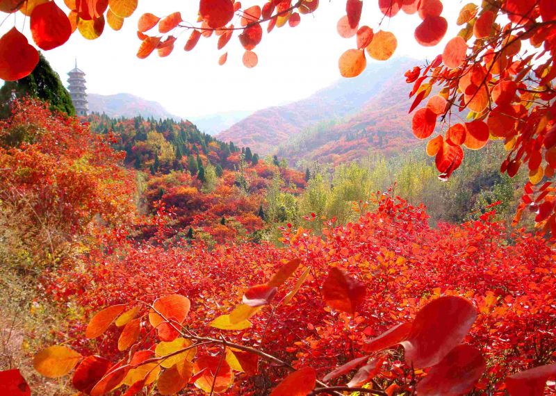 秋天，紅葉節（10月-11月），登高望遠，萬山紅遍，美不勝收，是對紅葉節最好的寫照。圖片來源：紅葉谷官網