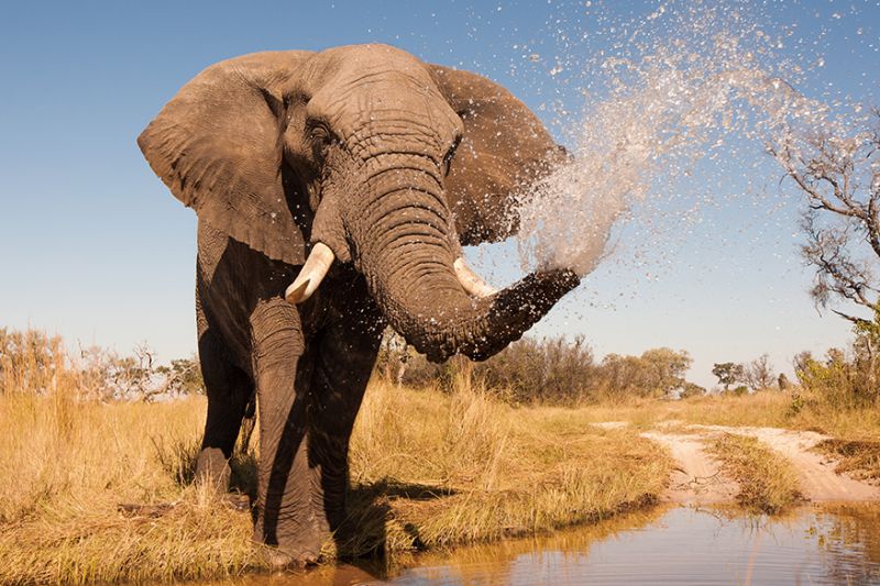 冬季時大象會靠近水源玩耍。（圖片來源：shutterstock）