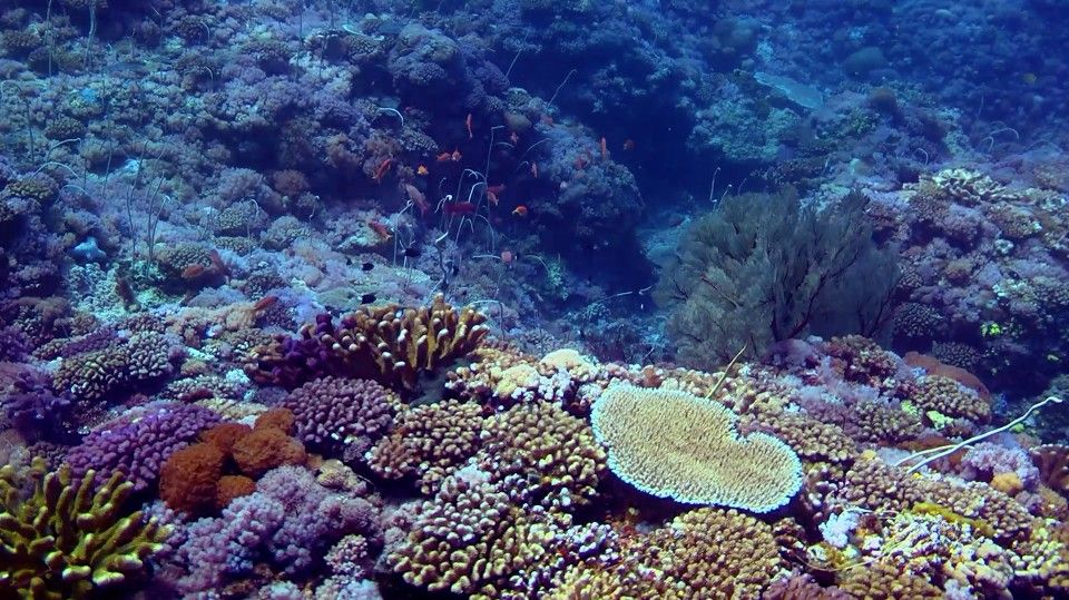 《美力台灣3D》劇照-海底珊瑚礁生態／圖 牽猴子提供