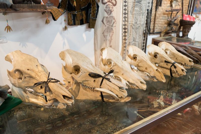收藏的山豬頭骨，展現出部落獵人的力量與膽識。（蘇國輝攝影）