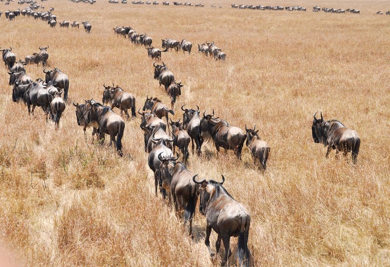 數量可觀的牛羚遷徙，是來訪馬賽馬拉不可錯過的一環。（Photo｜123RF）