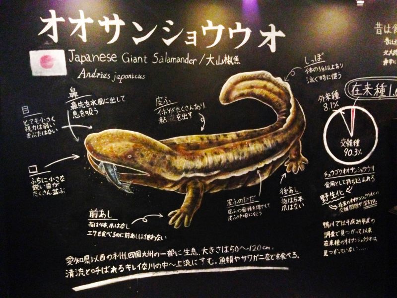 鴨川生態區有大幅的手繪黑板，介紹山椒魚的特徵（圖片來源：Ast.）