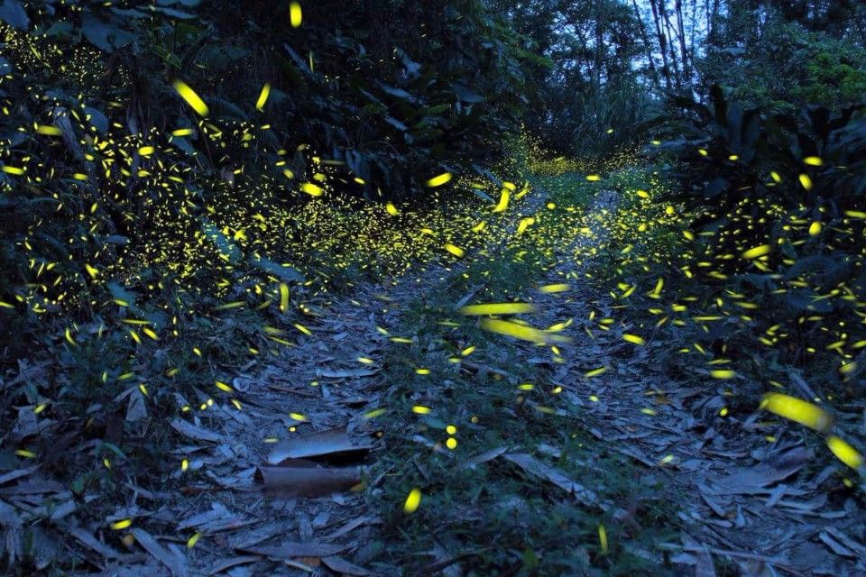 若在春夏之際造訪，有機會看到閃亮螢火蟲，在黑夜中發出璀璨光芒。（圖片來源／拉比尼亞露營山莊粉絲團）