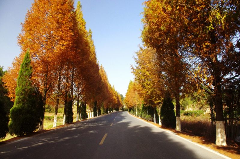 到宏村的公路上，也是一幅美麗的秋日畫作。