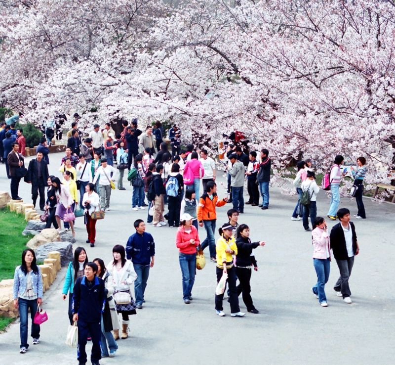 大連的櫻花季相當有名，每年吸引許多旅客來此賞花。