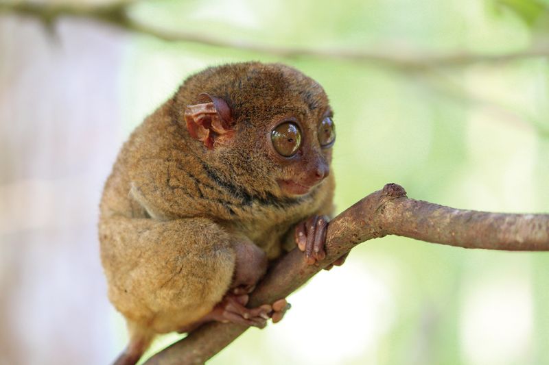 眼鏡猴是目前世界上最古老的哺乳動物。