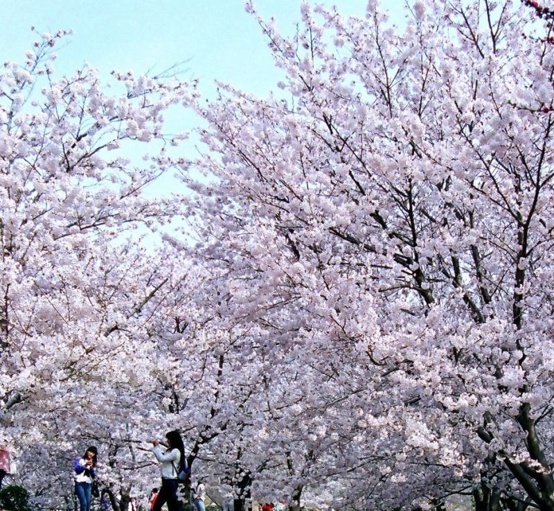 大連櫻花讓增添市區夢幻唯美。