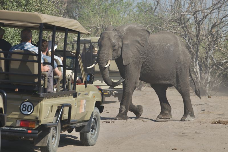 就算搭乘遊獵車，碰到象群時還是得要將路讓給牠過。（圖片來源：shutterstock）
