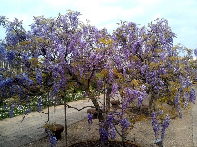 紫藤易成長、卻難以修剪，是需耗費心力照護的花種。（紫藤咖啡園提供）