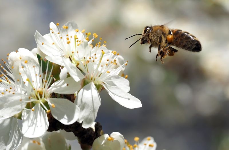 蜂蜜節代表著這一天開始能品嘗最新一季收成的蜂蜜。（照片提供：pixabay.com）