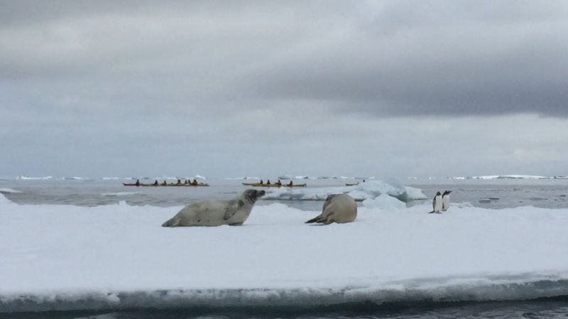 海豹與企鵝和平共處（圖片來源：上奇時代《一個人的極境旅行：南極大陸．北極海》）