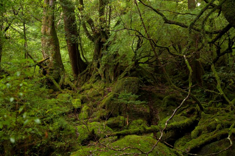樹木岩石皆被青苔覆蓋，綠色仙境靈氣滿溢。（圖片：flickr CC@koichiroo）