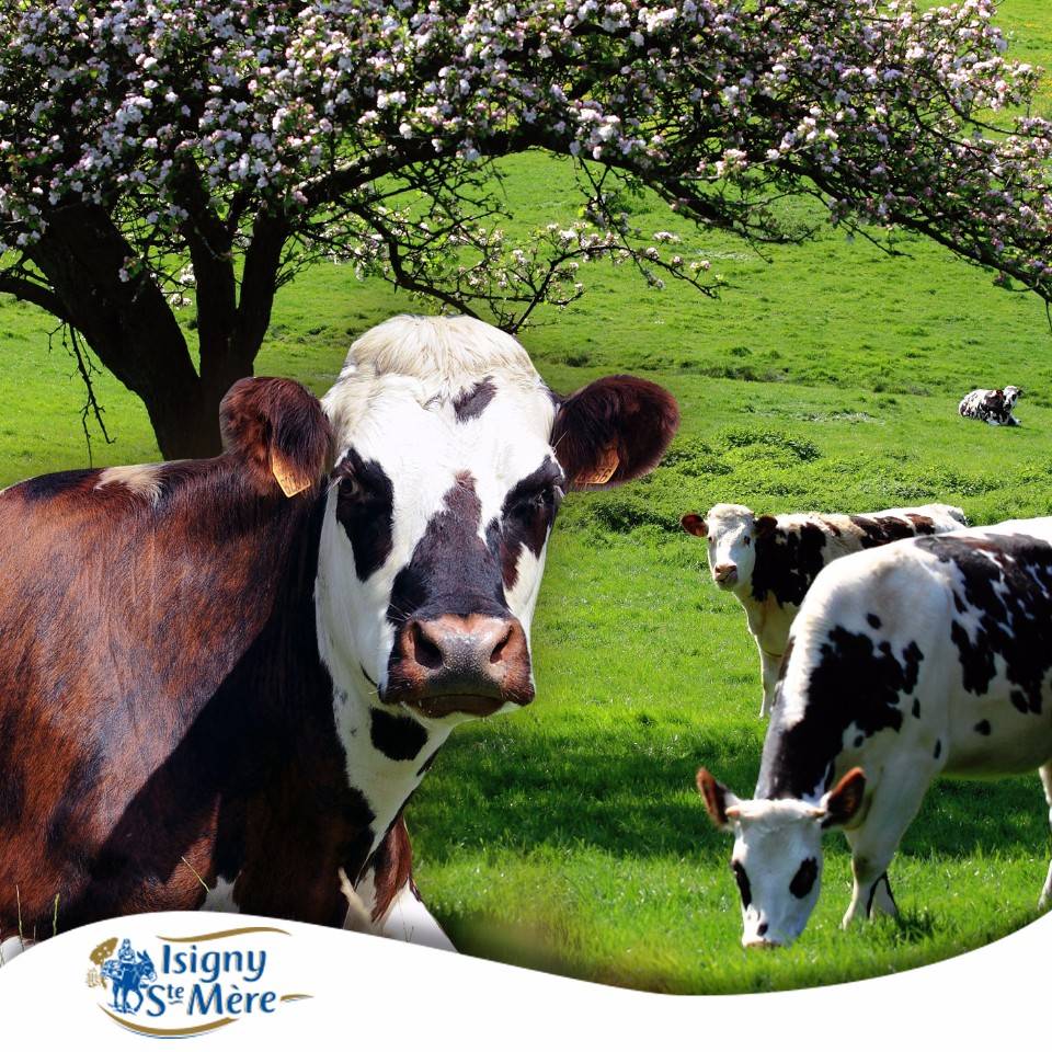 生長在法國諾曼第Isigny產區的諾曼第牛，眼睛周邊有圈鮮明黑色斑塊，所生產的牛乳是依思尼乳品美味的關鍵。
