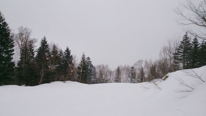 又寬又平的林間坡道，比其他雪場的更適合初學者一點。(photo by 阿福)