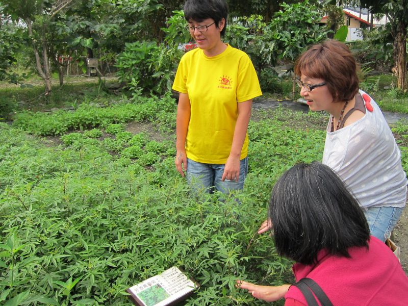 在聖母健康農莊香草區感受芳香萬壽菊的撲鼻芬芳。