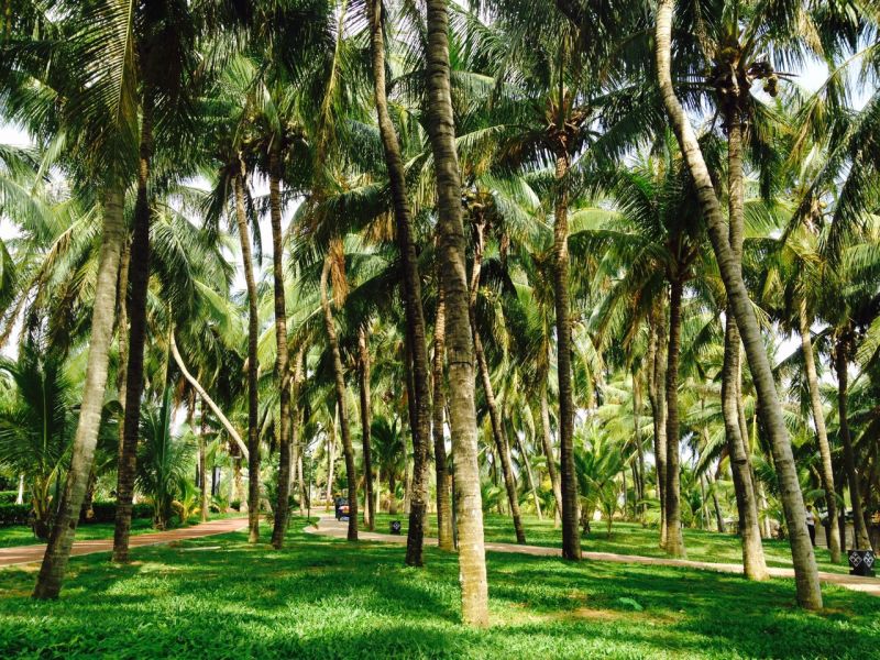 三亞灣旁的椰夢長廊（圖片來源：安潔拉）