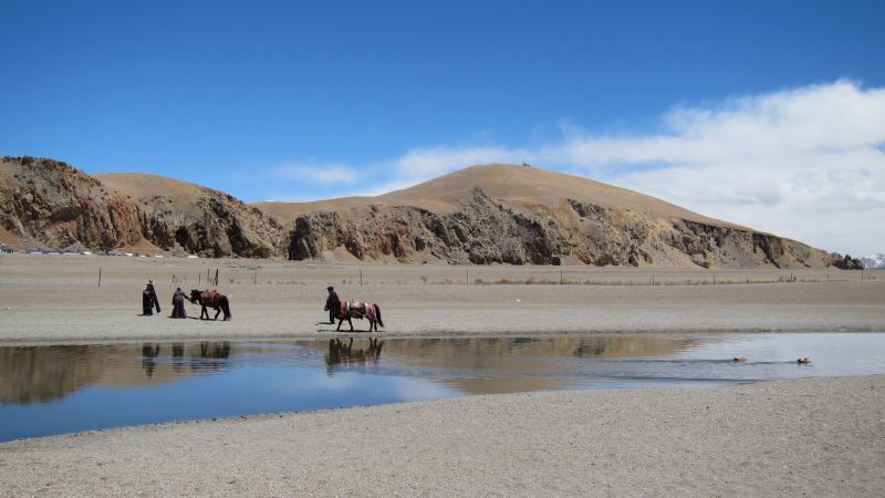 來到西藏，可以近距離感受遊牧民族「風吹草低見牛羊」的生活景象。