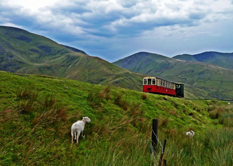 小火車打擾了悠閒吃草的小羊。（Photo│123RF）