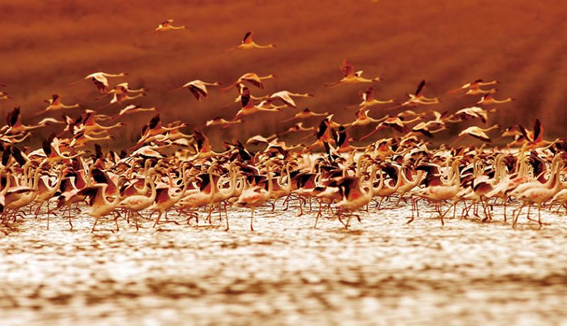 納庫魯湖國家公園以大量紅鶴聚集聞名。（Photo｜123RF）