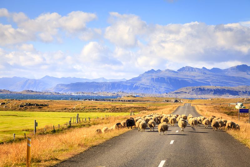 冰島公路上會出現許多野生動物，並擁有測速照相，因此駕駛時需格外注意。（圖片來源：123RF）