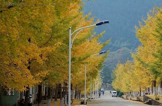 廣東南雄從道路到山林都是銀杏色。圖片來源 http://bit.ly/2cQzqGf