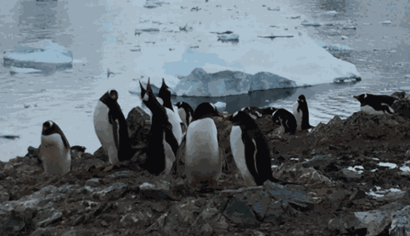昂首呼喊的企鵝——劃破南極大陸的寂靜卻更顯寂靜（圖片來源：上奇時代《一個人的極境旅行：南極大陸．北極海》）