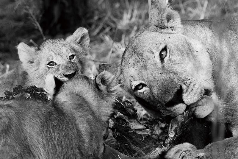 飽餐一頓的獅子們，眼中盡是滿足和慵懶，而鏡頭的另一端是傑瑞大叔靜候眼神對上的耐心。（照片提供：傑瑞大叔）