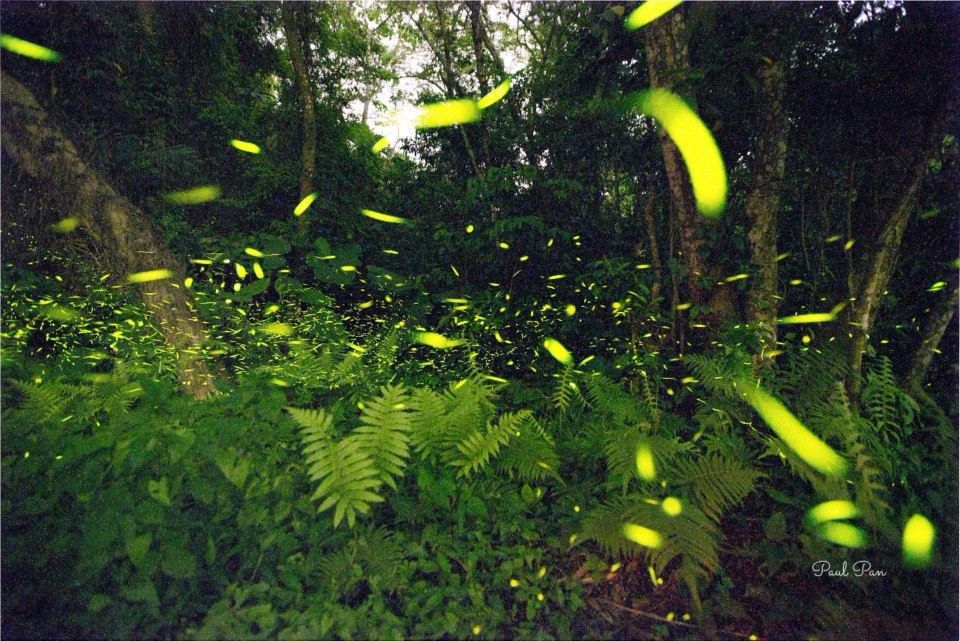 飛舞的螢火蟲，放出點點螢光，相當美麗！（圖片來源／飛螢農莊FB粉絲團）