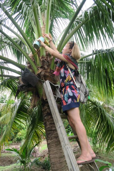 製作椰糖前需先上樹取得椰花蜜（圖片來源：Yawara攝）