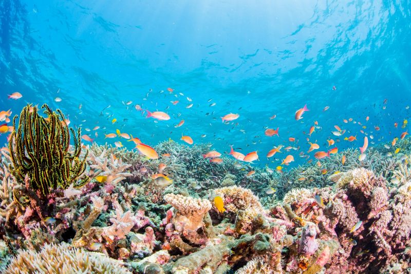 宮古島號稱是浮潛天堂，不僅海水透明度高，珊瑚礁和魚群也非常豐富。（圖片：RF123）