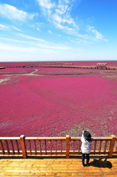 盤錦的代表美景-紅海灘風景區，由紅色鹼蓬草所組成壯麗奇觀。