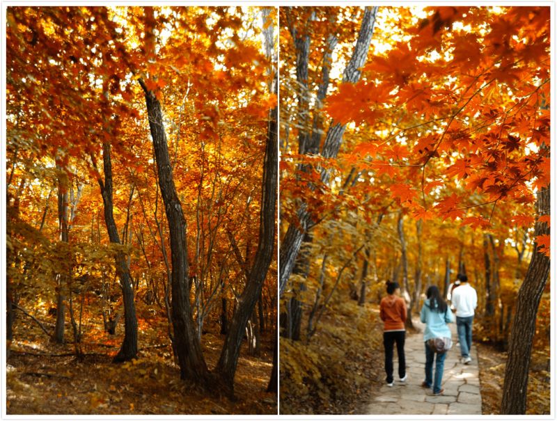 秋天的五女山漫山遍野的楓葉，是遼寧有名的賞楓勝地。