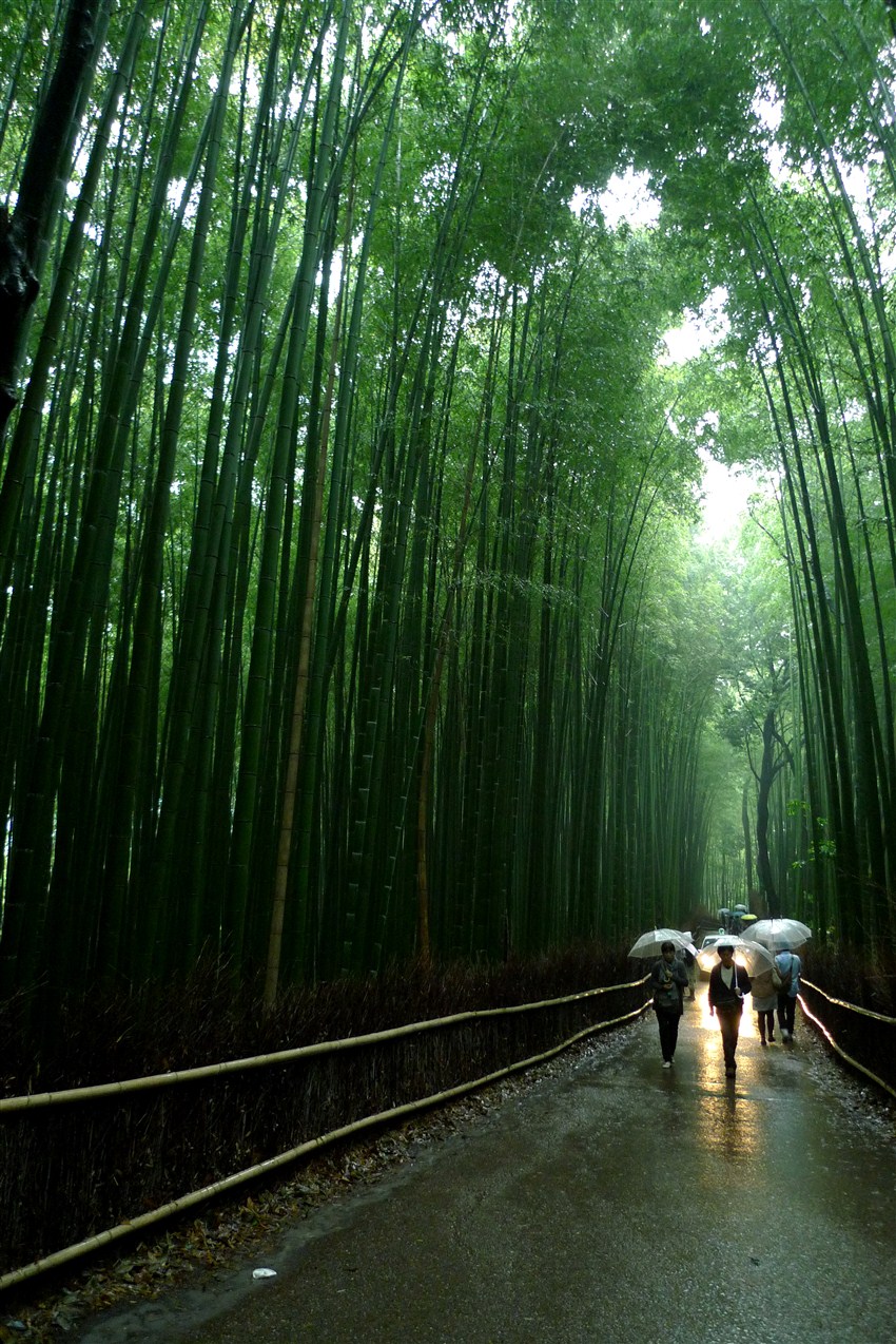 京都嵐山必訪嵯峨野竹林 野宮神社 天龍寺 欣傳媒