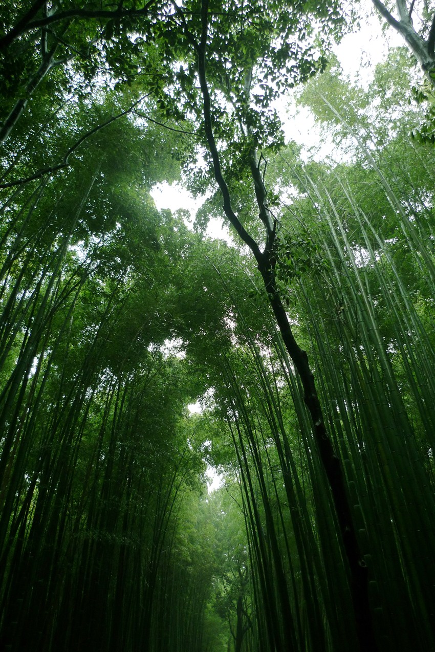 京都嵐山必訪嵯峨野竹林 野宮神社 天龍寺 欣傳媒