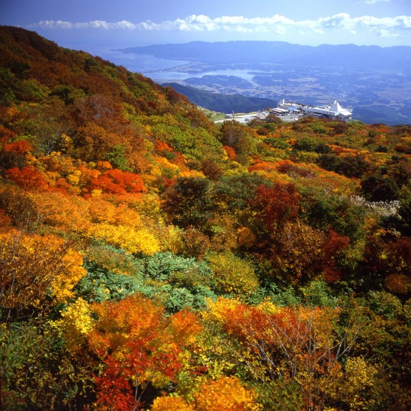 日本賞楓豆知識 為什麼要 狩獵紅葉 紅葉肉 楓葉泥又是什麼 欣傳媒