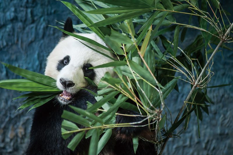 中国成都熊猫基地 竹林深处奇迹复育大熊猫-欣