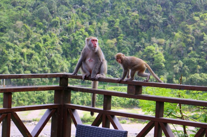不怕人的猴兒，也在棲蘭峽谷吧與大家相見歡。(趙相瑀攝影)