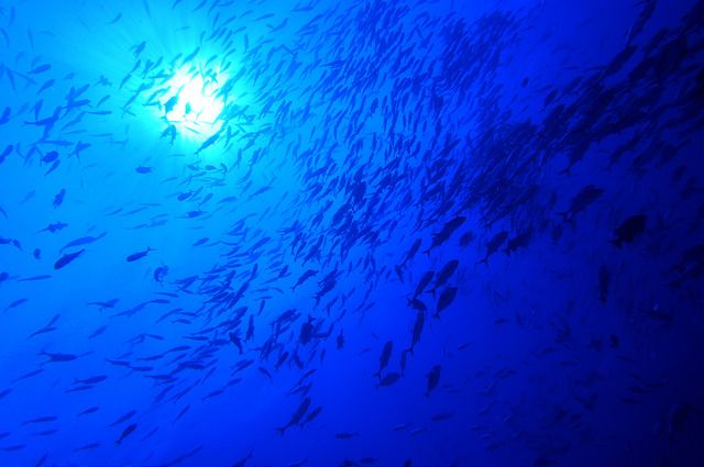 來到這，一定要好好到海底世界探索一番（圖片來源：Flickr cc授權作者Michio Morimoto）