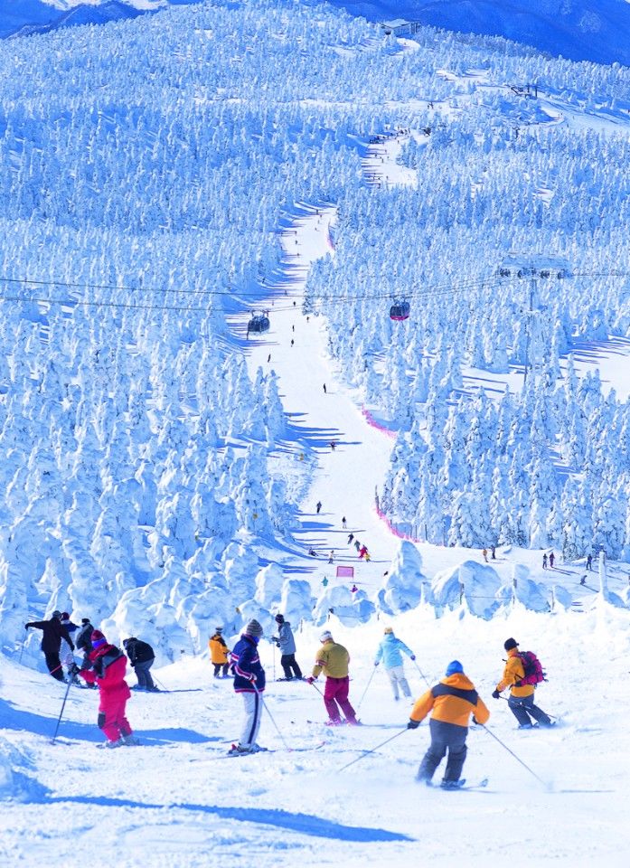 藏王溫泉滑雪場-樹冰原滑道